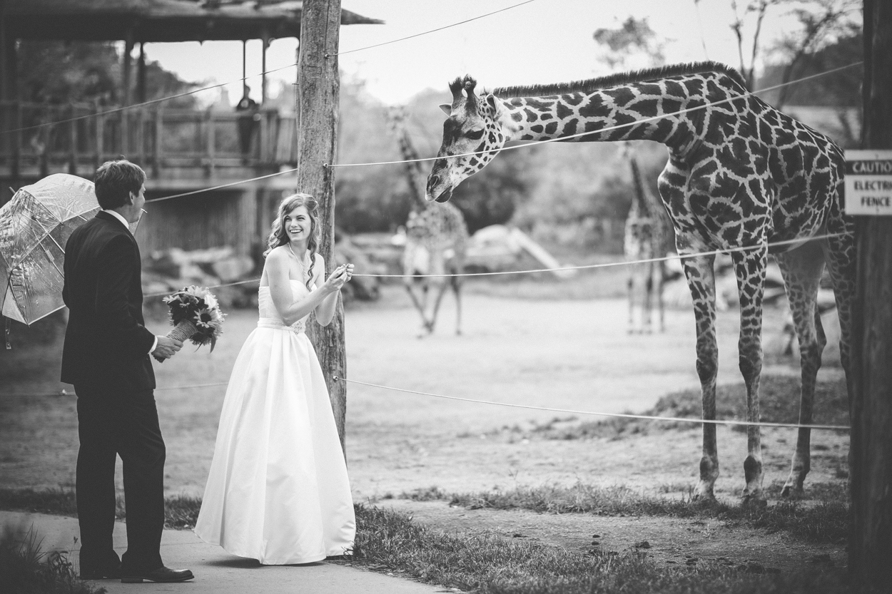 bride and groom giraffe encounter cincinnati zo