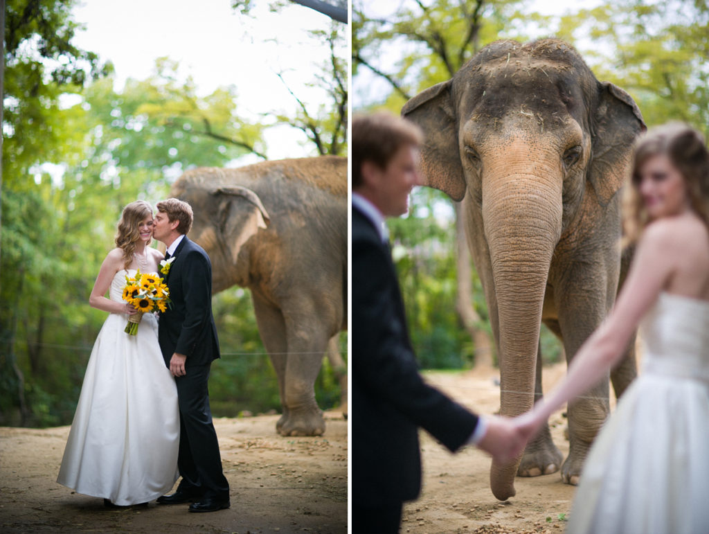 bride and groom elephant encounter cincinnati zoo